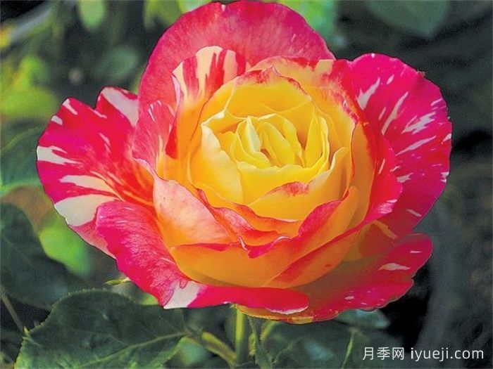 天坛荣光月季(图1)