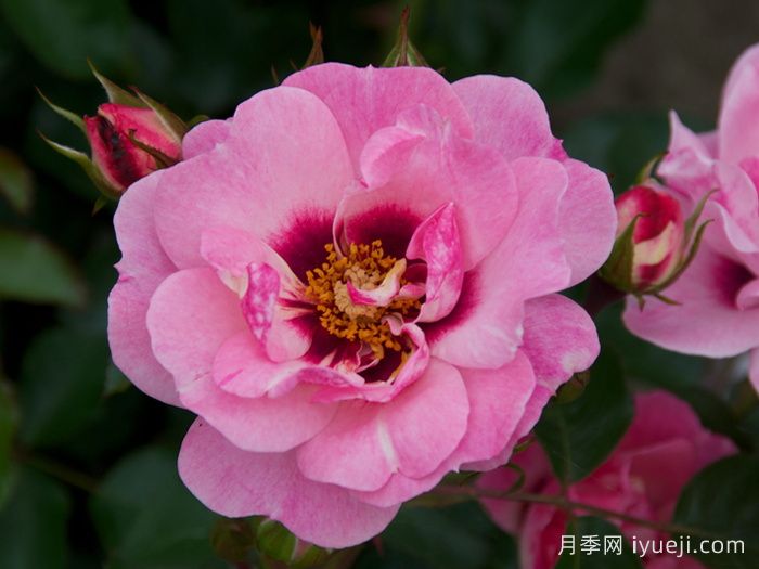 天使之眼月季/明亮眼睛/甜蜜嘴唇Angel Eyes(图2)