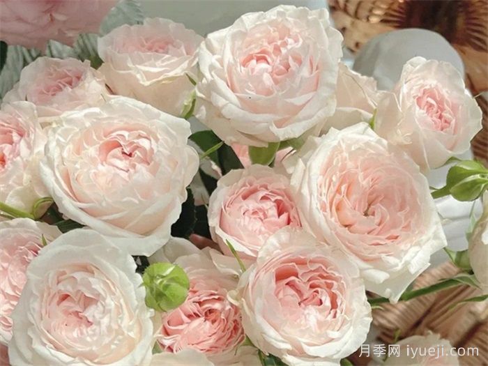 天使皮肤月季Angle Skin(图1)