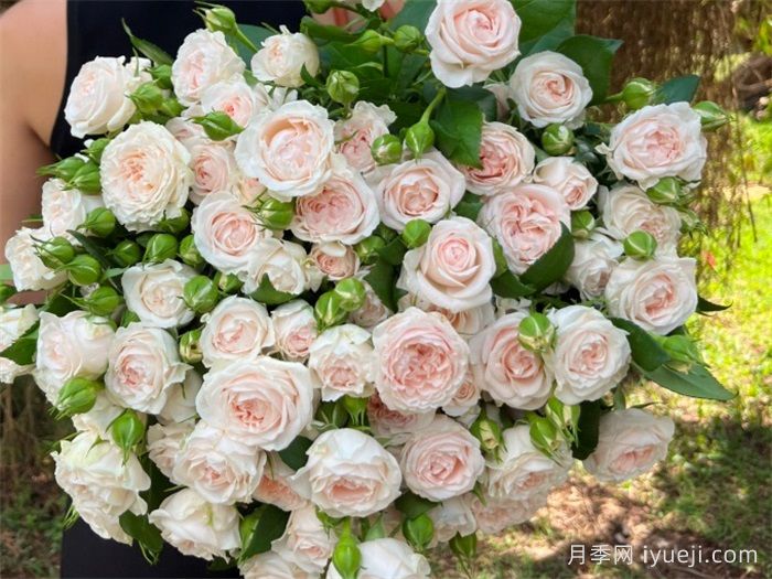 天使皮肤月季Angle Skin(图2)