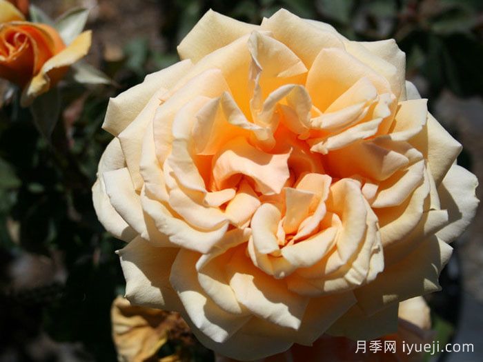 瓦伦西亚月季Valencia(图3)