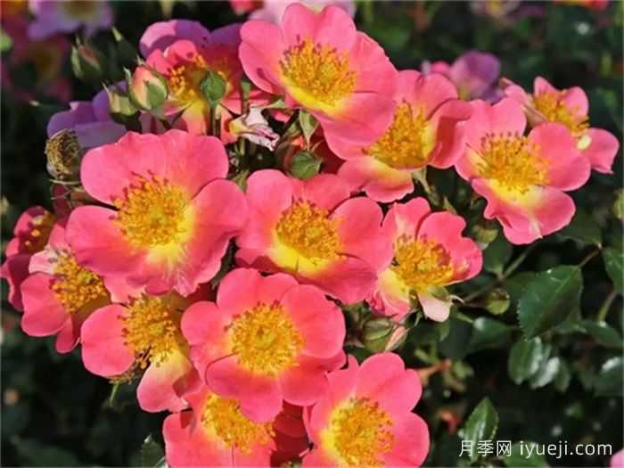 托普琳娜月季Topolina(图2)