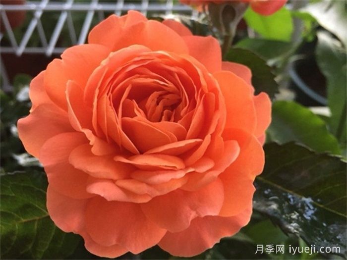 土星王阳台月季Saturnus King Terrazza(图1)