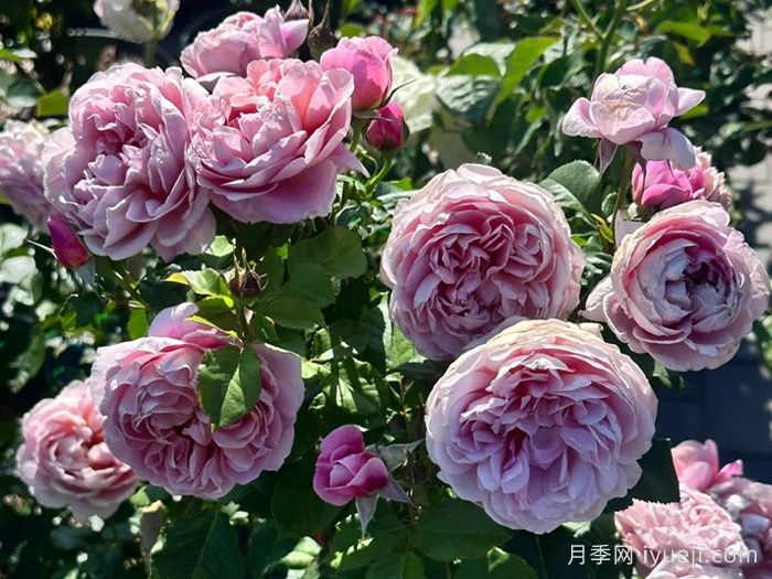 图雅思酒庄月季/图雅斯酒庄La Terrasse(图1)