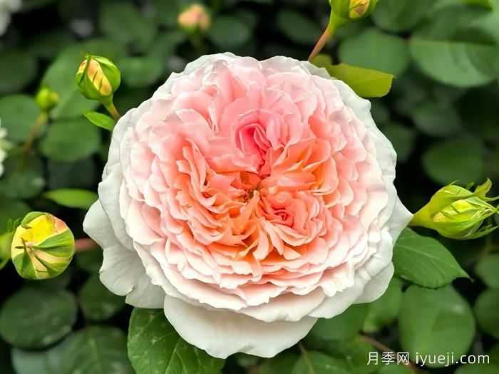 童话魔法月季/极乐芬芳/童话神奇/布利斯香水Fairytale Magic(图4)