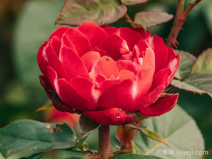 彤霞月季(图3)