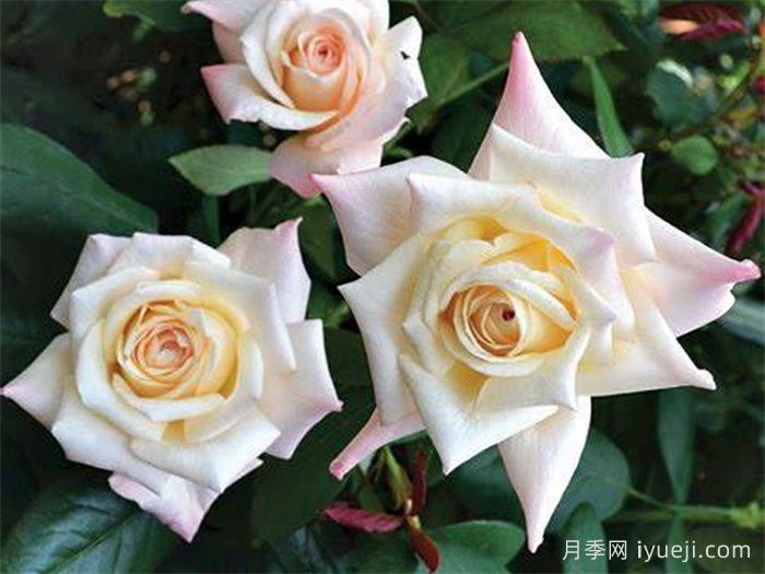 甜言蜜语月季Soft Whisper(图2)