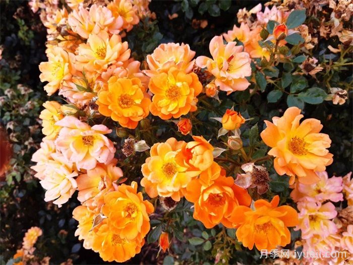 甜蜜魔法月季Sweet Magic(图2)