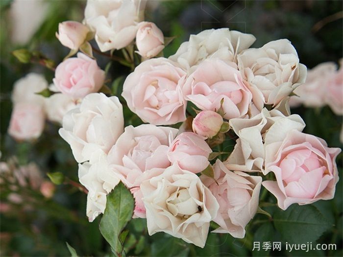 甜蜜玫迪兰月季/甜蜜美地兰Sweet Meidiland(图2)