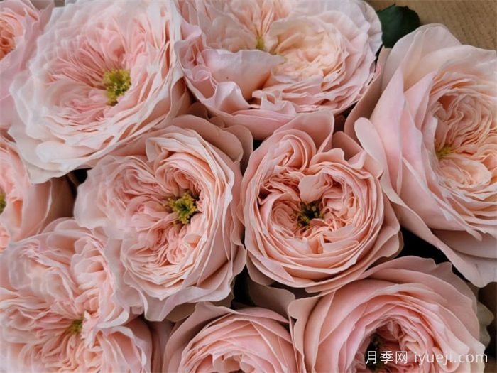 甜蜜钻石月季Sweet Diamond(图1)