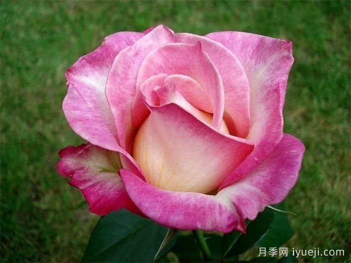 甜蜜尤里卡月季Sweet Eureka(图2)