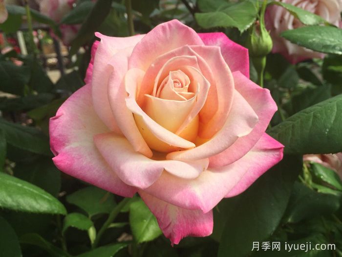 甜蜜尤里卡月季Sweet Eureka(图3)