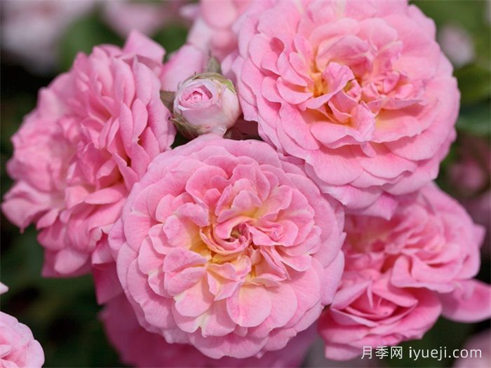 甜蜜漂流月季Sweet Drift(图1)