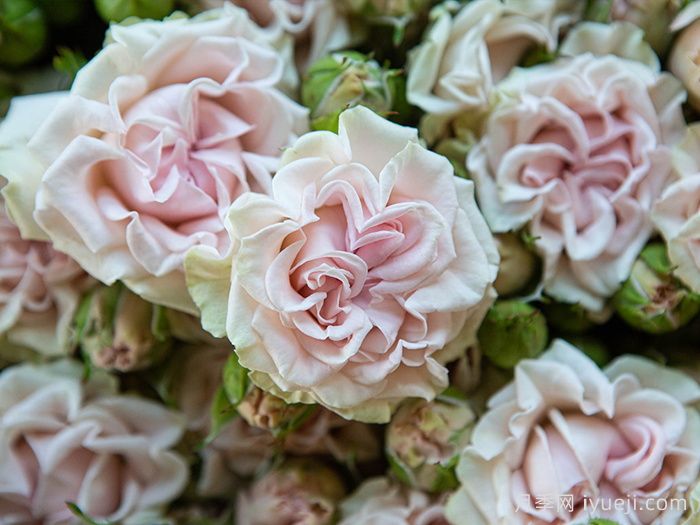 甜蜜流月季/糖果花/甜蜜派/甜流Sweet Flow(图1)