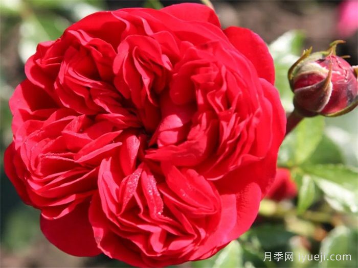 甜蜜咖啡屋月季/罗森海姆Out of Rosenheim(图1)