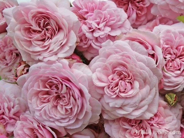 甜蜜古董月季/甜蜜安提克Sweet Antike Freelander(图1)