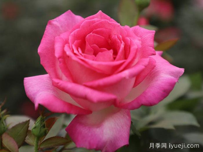 甜蜜的梦月季(图1)