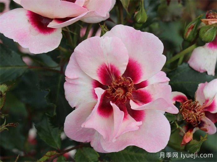 甜蜜巴比伦眼睛月季Sweet Babylon Eyes(图3)