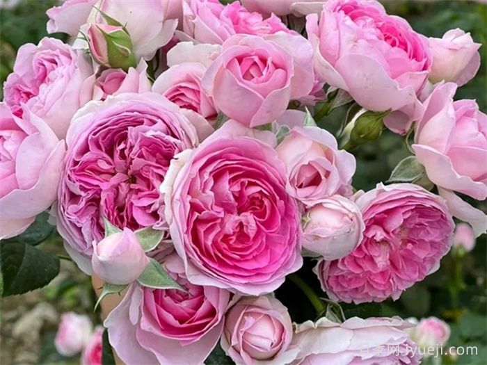 我的心月季Mon Coeur(图4)