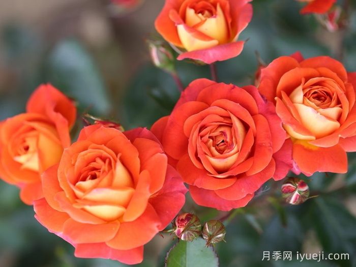 我的孩子月季Child of Mine(图1)