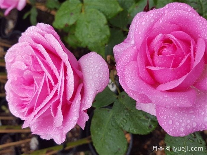 我的盖世英雄月季My Hero(图2)