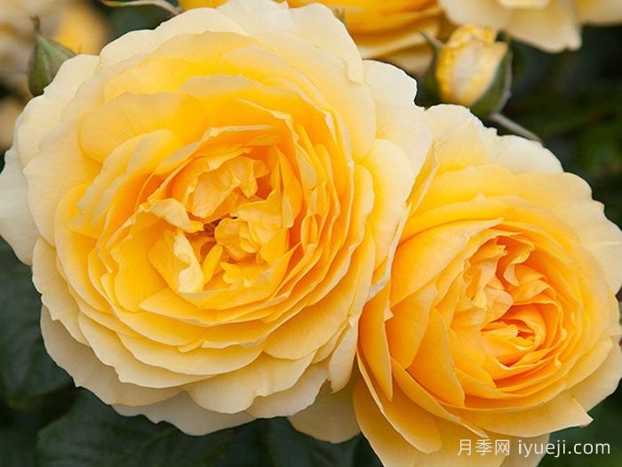 我的爸爸月季My Dad(图1)