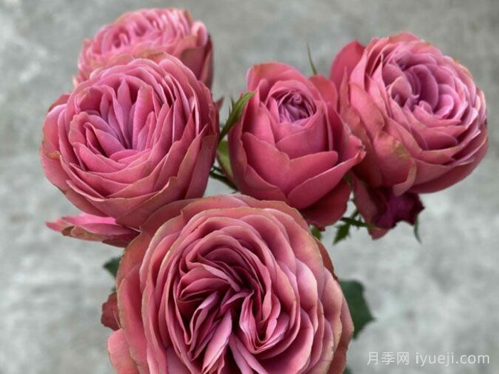 伟大潮流月季Grand Trendsetter(图2)