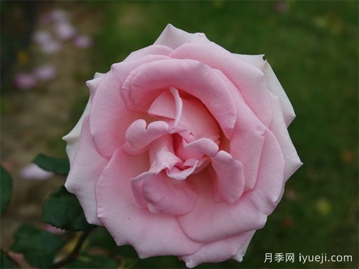 维瓦尔第月季Vivaldi(图1)