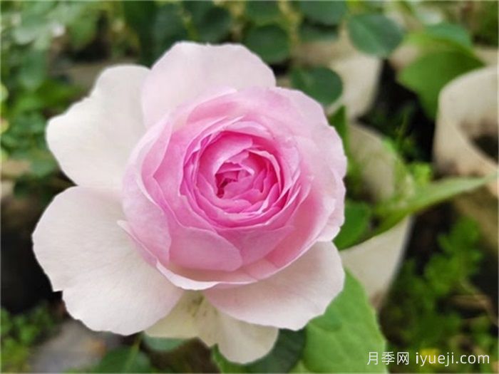 维萨里月季Vesalius(图1)