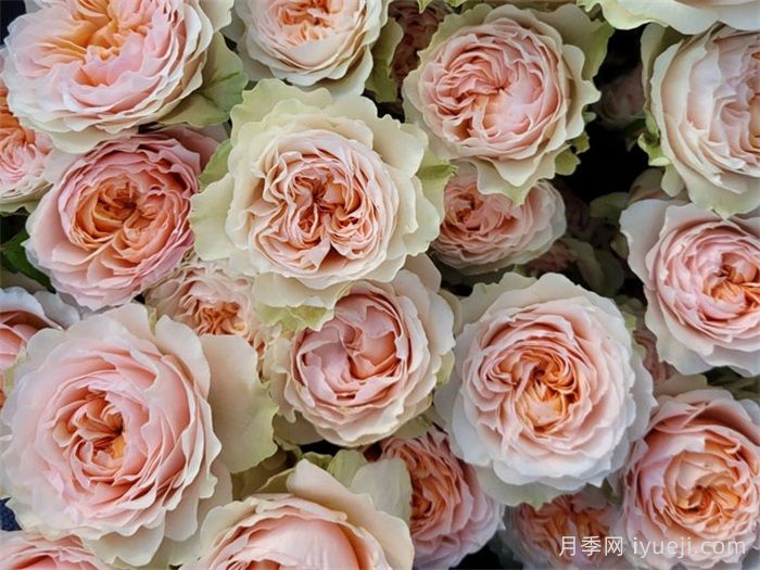 维多利亚新娘月季Victoria Bride(图2)