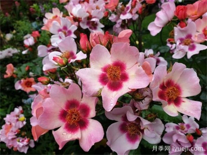 微笑的眼睛月季Smiling Eyes(图2)