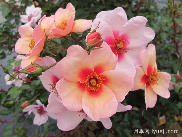 微笑的眼睛月季Smiling Eyes(图1)