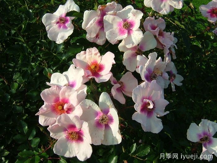 微笑的眼睛月季Smiling Eyes(图3)