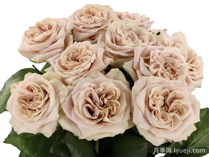 威斯敏斯特大教堂月季/西敏寺教堂/貂蝉Westminster Abbey(图2)