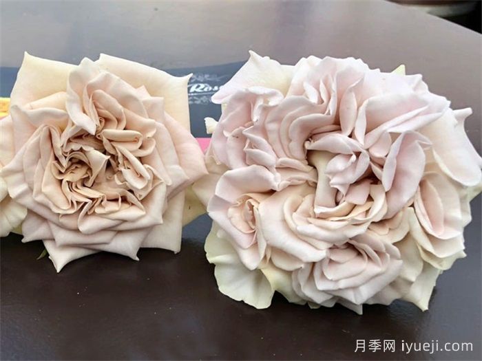 威斯敏斯特大教堂月季/西敏寺教堂/貂蝉Westminster Abbey(图3)