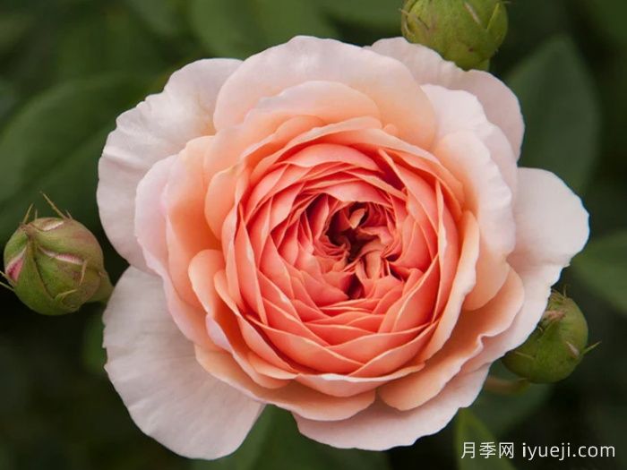 威廉莫里斯月季William Morris(图1)