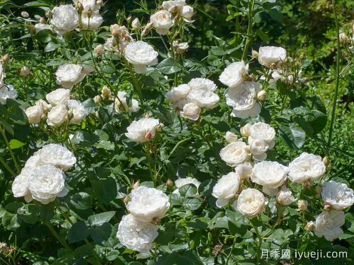 威廉和凯瑟琳月季William and Catherine(图4)