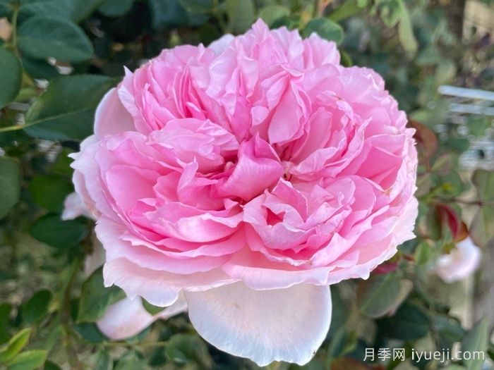 威基伍德月季/粉伍德月季The Wedgwood(图1)