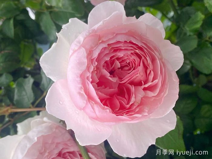 威基伍德月季/粉伍德月季The Wedgwood(图3)