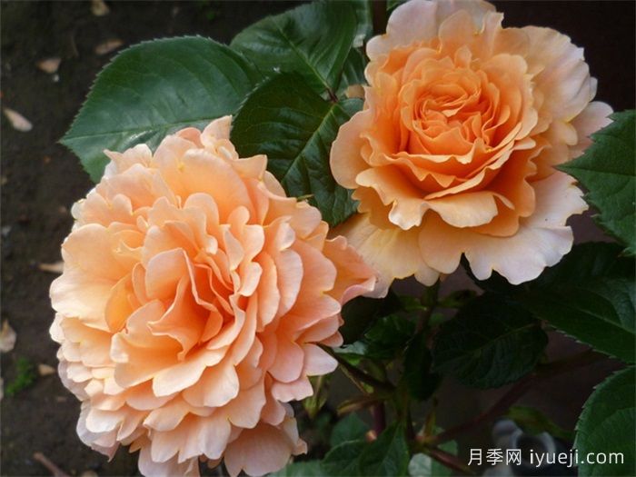 威尔士金月季Welsh Gold(图3)