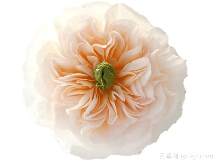 王昭君月季Tinkerbell(图2)