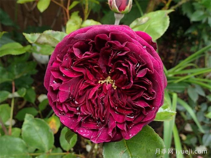 王子月季The Prince(图3)