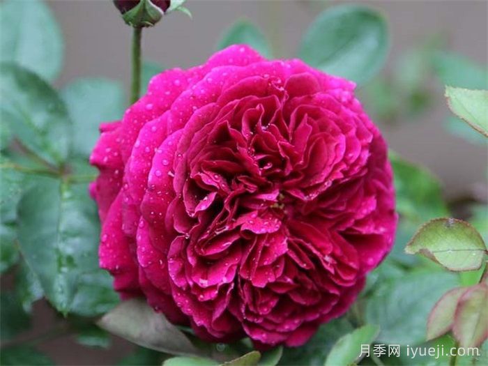 王子月季The Prince(图4)