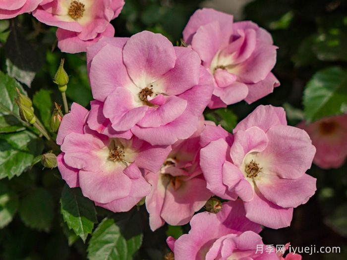 西子烟雨月季/粉繁星月季(图2)