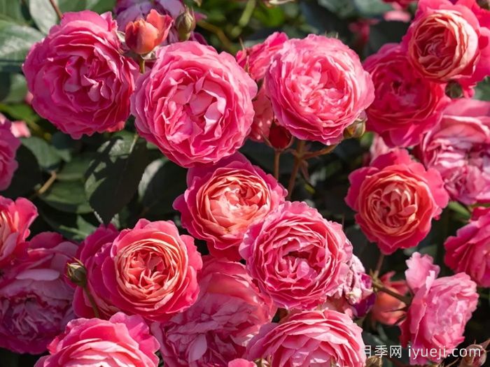 西子婉约月季(图1)