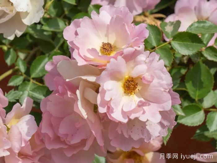 西子日丽月季(图1)