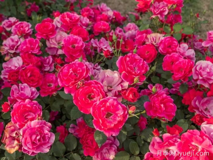 西子景行月季(图1)