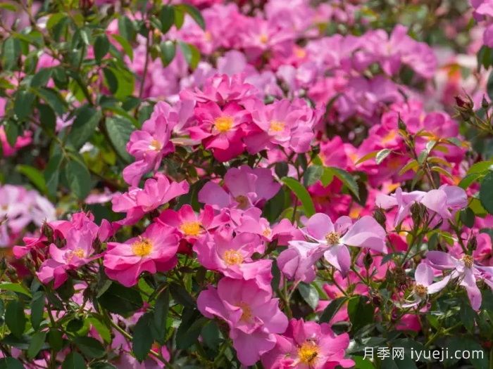 西子春晓月季(图1)