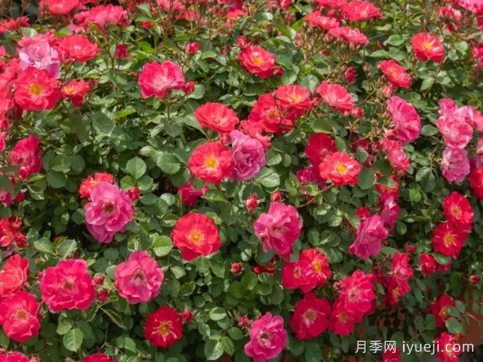 西子春和月季(图1)