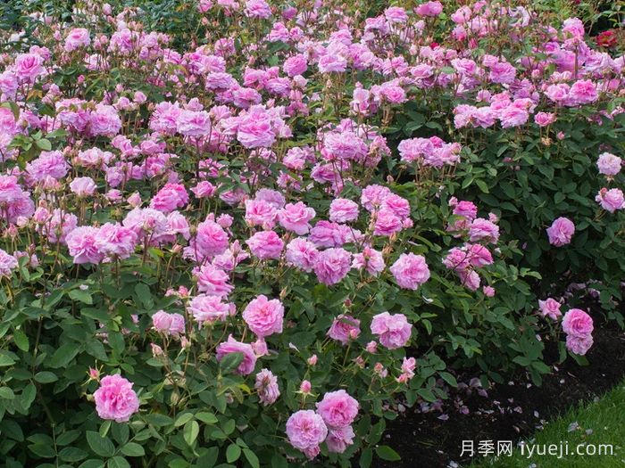 五月花月季The Mayflower(图3)